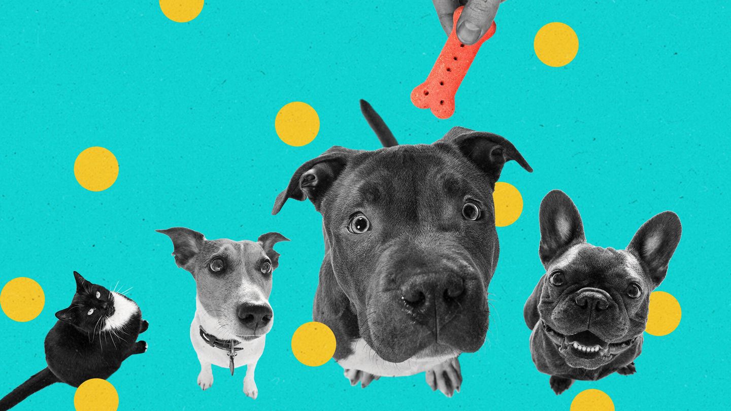 Pandemic Pets 1920x1080 nologo Featured Image