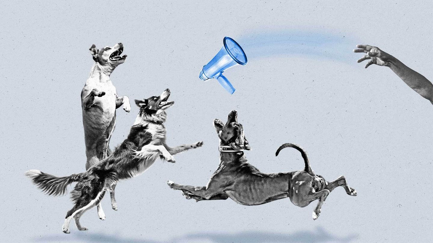 Three dogs jump to catch a thrown blue megaphone.