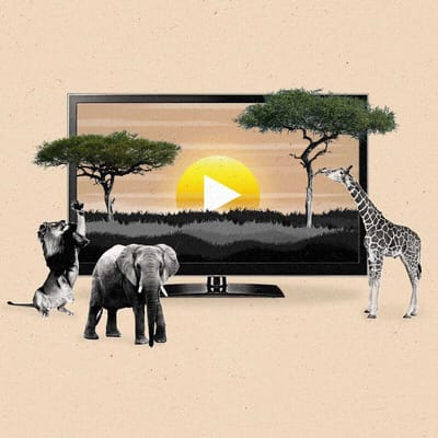 The Current Africa Streaming 1200px Square Final