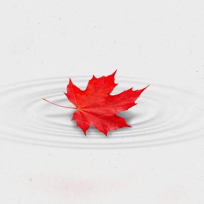 The Current Newsletter Edition271 Op Ed Sarah Armstrong Canada Lead 1200px v1